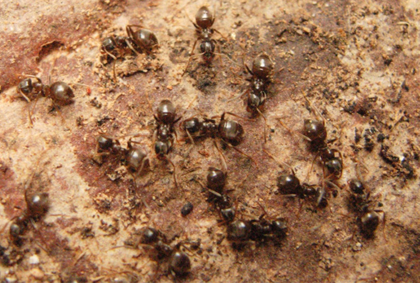Formiche, formiche, formiche....